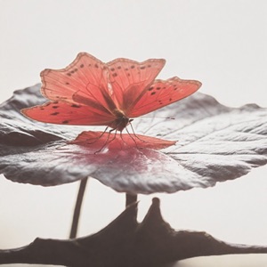 Audrey Danza — Butterfly Effekt