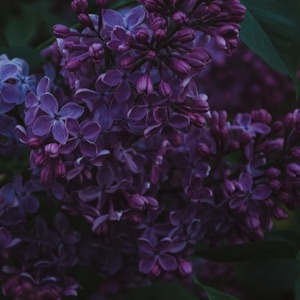 Ecepta — Flora