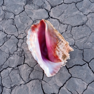 Killers — The Man