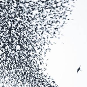 Wilco — Impossible Germany